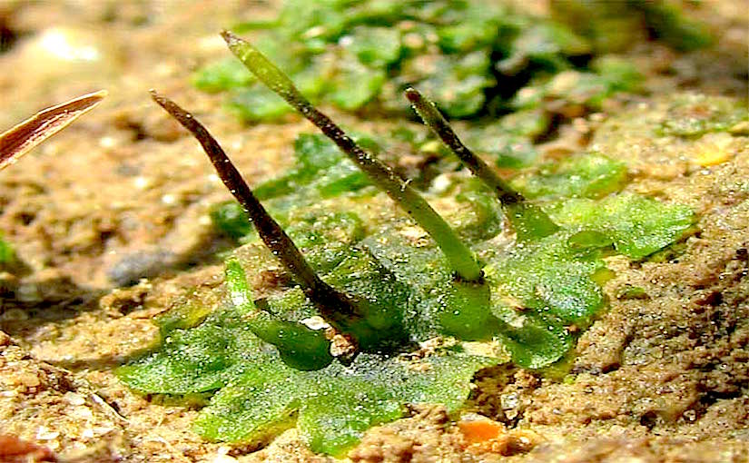 Stomata of hornworts (Anthocerotophyta)