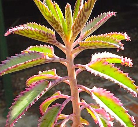 Bryophyllum daigremontiana - http://d17vsf20mehj1i.cloudfront.net/48388_20120427T130751_2_jpg_354x326_crop_upscale_q85.jpg