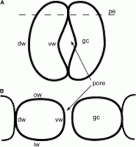 Diagram of stoma in (A) tangential and (B) transverse section. gc, guard cell; pe, polar end; ow, outer wall; dw, dorsal wall; iw, inner wall; vw, ventral wall. -  http://www.amjbot.org/content/100/12/2318/F1.small.gif