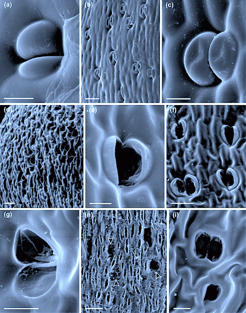 Figure 4. A series of scanning electron micrographs illustrating the changing appearance of the capsule walls and guard cells in Sphagnum subnitens as they dry out. (a) Fully hydrated capsule with swollen guard cells. (b,c) After 2–3 h drying out (20–30% water loss) the guard cells have central depressions. (d,e) Just before dehiscence (60–80% water loss) the wall has deep longitudinal grooves and the guard cells have collapsed completely. (f,g) At the point of dehiscence (80–90% water loss) the guard cells often have ruptured outer walls. (h,i) Post-dehiscence, slit-like depressions mark the position of the epidermal cell lumina. The outer walls of the guard cells are almost always ruptured but splitting of their inner periclinal walls to form open pores never occurs . Bars, (a,c,e,g,i) 20 µm, (b,d,f,h) 50 µm. - http://onlinelibrary.wiley.com/store/10.1111/j.1469-8137.2009.02905.x/asset/image_n/NPH_2905_f4.gif?v=1&t=ieytu6mj&s=b4aadb87879dd689c82abdf2e5363b87e9ab2d47