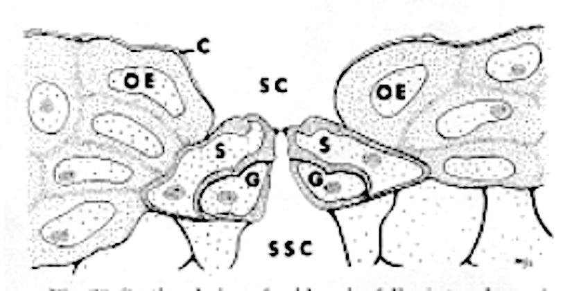Silica in epidermal cells of Equisetum