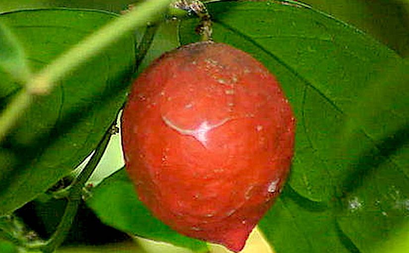 Stomata in Kokoona and Lophopetalum (Celastraceae)