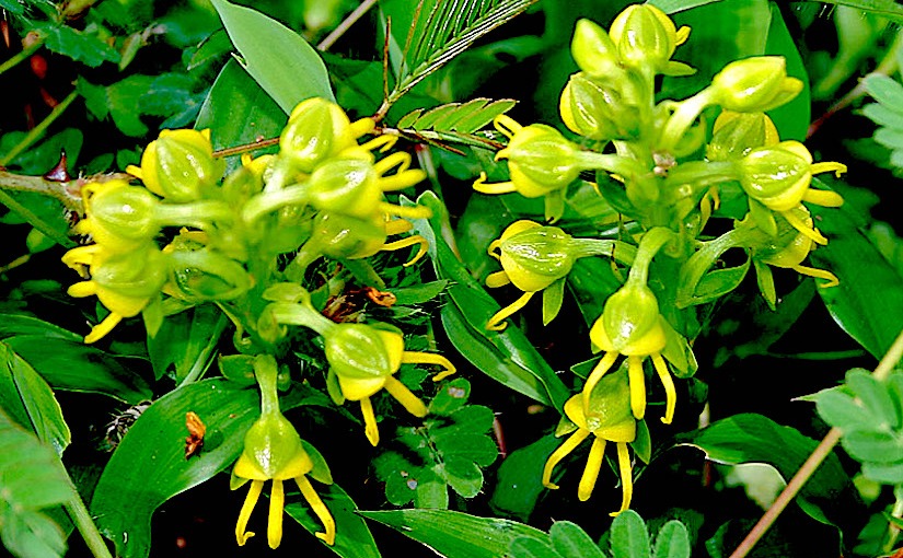 Stomata in Habenaria (Orchidaceae)