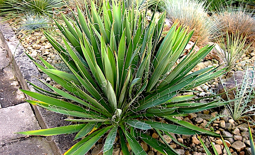 Stomata in Yucca (monocots)