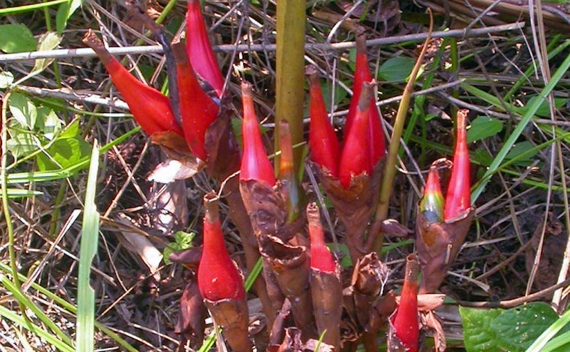 Stomata in Zingiberaceae