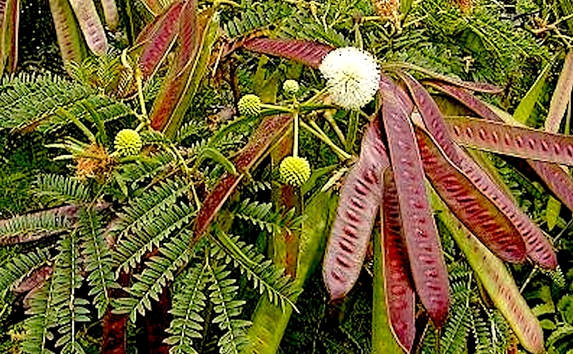 Stomata in Leucaena (Fabaceae)
