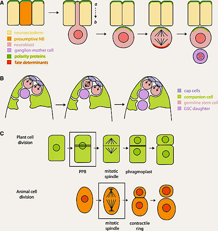 Asymmetric cell division and generation of cellular diversity and  higher-level patterns. – PLANT STOMATA ENCYCLOPEDIA